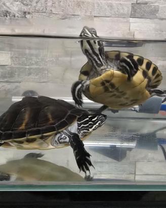 Tartaruga d acqua con acquario