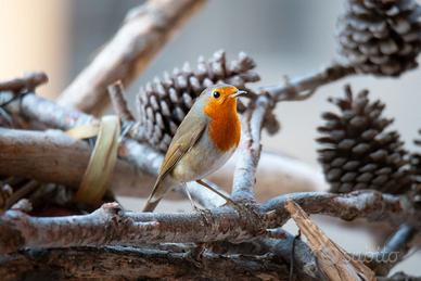 fotografia pettirosso dimensione A3 29,7 X 42 Cm.