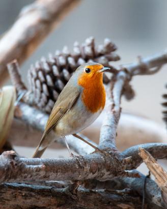 fotografia pettirosso dimensione A3 29,7 X 42 Cm.