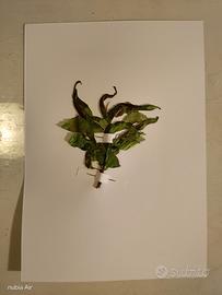 Erbario Fitopatologia/malattie 10 tavole