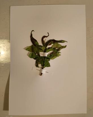 Erbario Fitopatologia/malattie 10 tavole