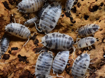 Porcellius leavis dairy cow