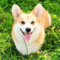 Stallone Welsh Corgi Pembroke
