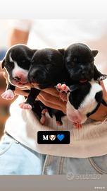 Cuccioli pitbull