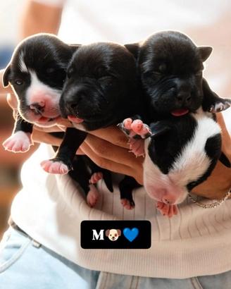 Cuccioli pitbull