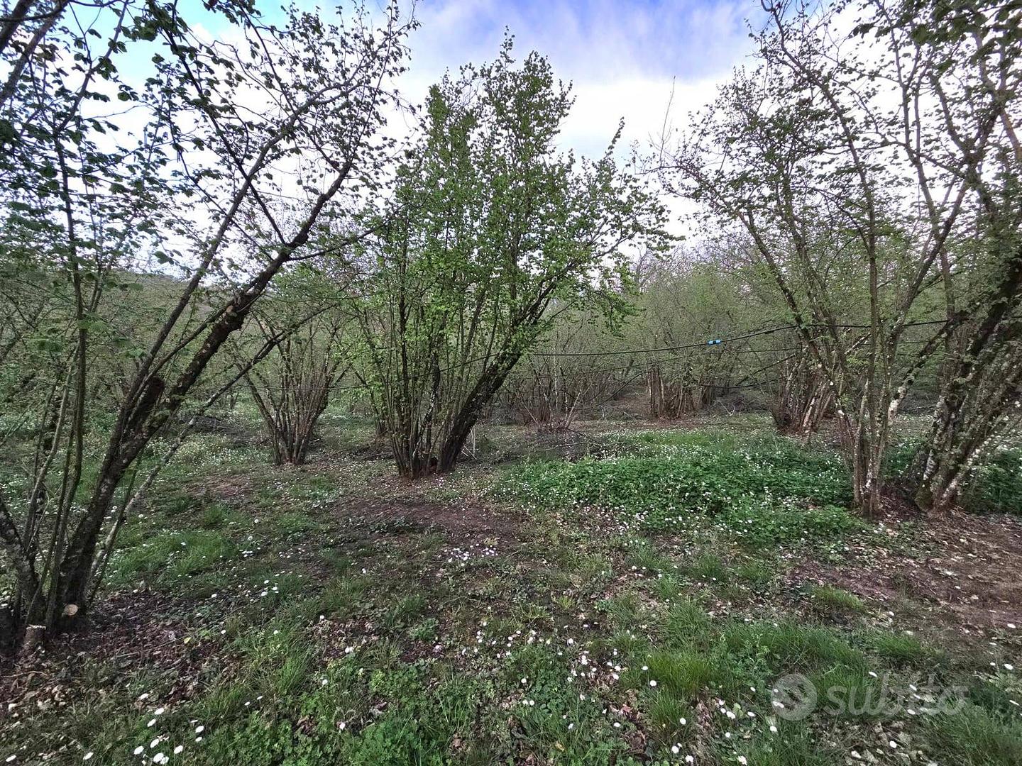Terreno Agricolo - Gallese - Vista 4