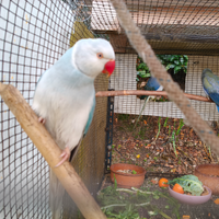 Parrocchetti dal collare di varie mutazioni