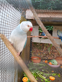 Parrocchetti dal collare di varie mutazioni