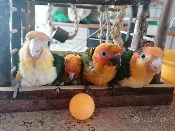 Conuro del sole