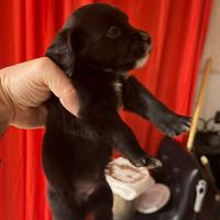 2 cuccioli meticci taglia media