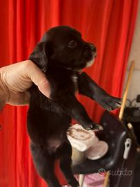 2 cuccioli meticci taglia media