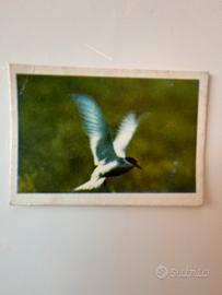 Figurina WWF Film Il territorio degli altri anni70