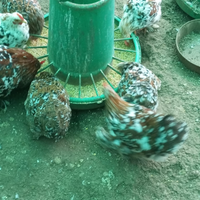 Gallina conciccina nana mille fiori