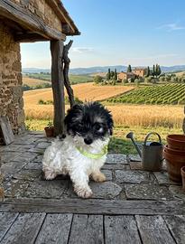 Yorkshire terrier, biewer bianco maschio