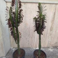 pianta grassa cactus euforbia