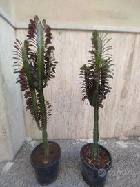 pianta grassa cactus euforbia