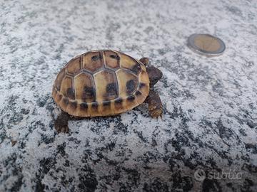 Tartarughe terrestri hermanni
