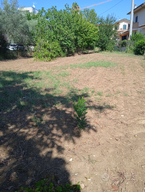 Terreno con progetto approvato