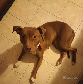 Pitbull femmina di 3 anni