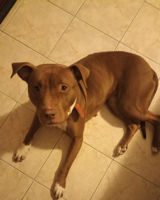 Pitbull femmina di 3 anni