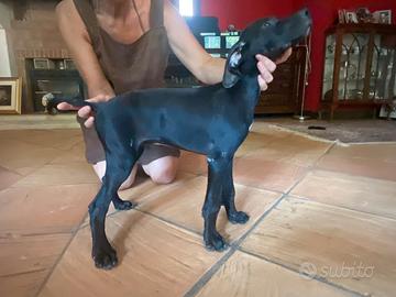 Cuccioli di Pointer