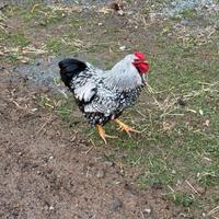 Brhama, wyandotte , marans, moroseta