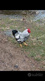 Brhama, wyandotte , marans, moroseta