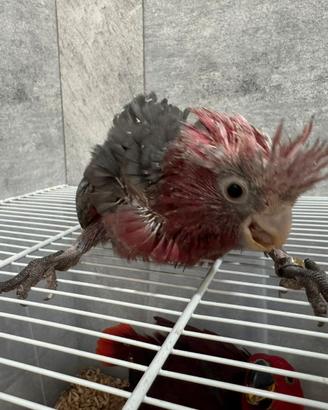 Cacatua rosa allevati a mano