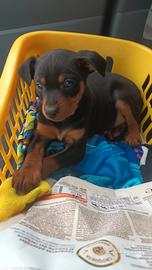 Pinscher nano