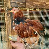 Galline razza cocincina nana millefiori