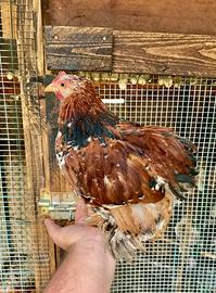 Galline razza cocincina nana millefiori