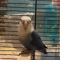 Coppia di inseparabili con 3 uova