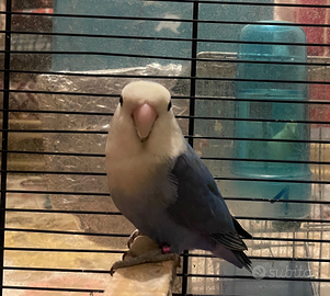 Coppia di inseparabili con 3 uova