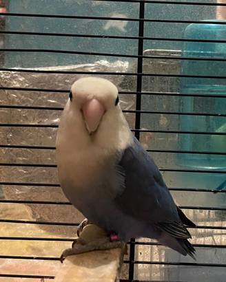 Coppia di inseparabili con 3 uova