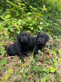 Labrador Retriever