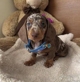 Bassotti Choco Arlequin