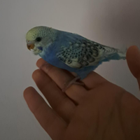 Cocorita allevata a mano