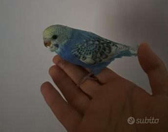 Cocorita allevata a mano