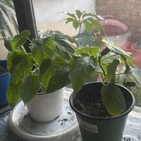 Pianta di granadilla