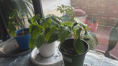 Pianta di granadilla