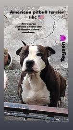 American pitbull terrier ukc maschio