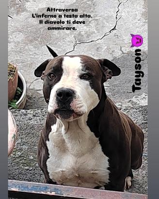 American pitbull terrier ukc maschio