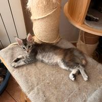 Cuccioli Maine coon