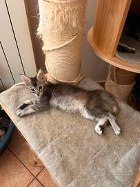 Cuccioli Maine coon