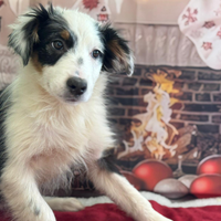 Pastore australiano con pedigree enci