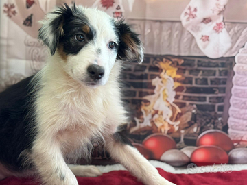 Pastore australiano con pedigree enci