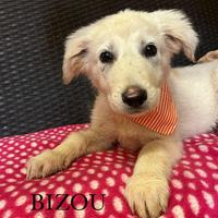 Cucciolo mix maremmano adozione