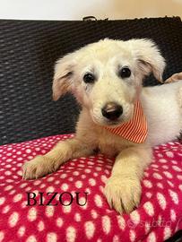 Cucciolo mix maremmano adozione