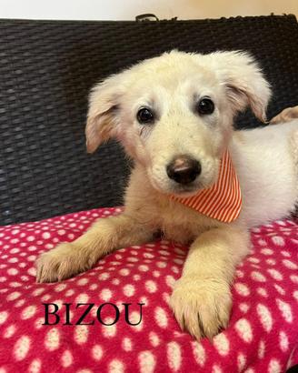 Cucciolo mix maremmano adozione