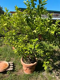 Pianta limoni